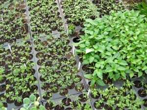 seedlings-300x225