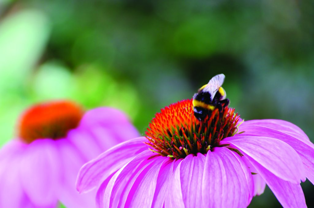 Planting Annuals to Attract Pollinators! - Hampton Nursery & Landscape